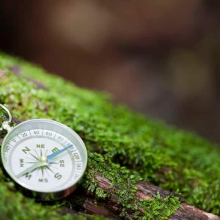 campus on a mossy  fallen tree