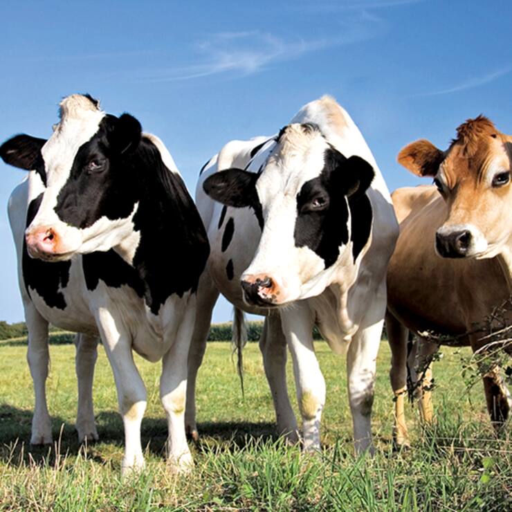 file71kuq6f43ucifkcjl6v