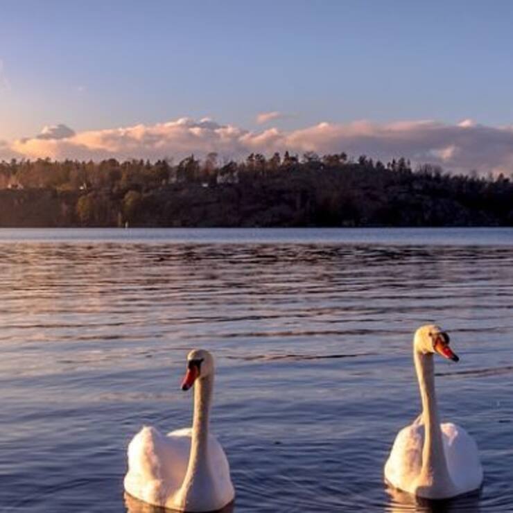 stockholm-4104028_960_720-1000x380-c-center