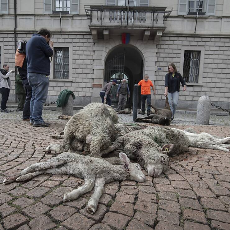 Des agriculteurs tessinois ont déposé des moutons morts sur la place du gouvernement à Bellinzone.