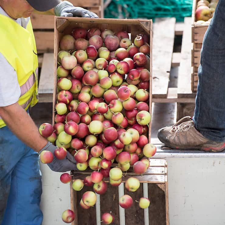La récolte de pommes sera plus précoce cette année. Cela s'explique par les températures élevées de l'été. (Archives)