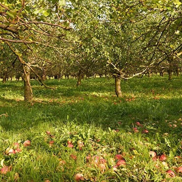 En raison de la sécheresse persistante cet été, une bonne partie des pommes et des poires sont tombées prématurément.