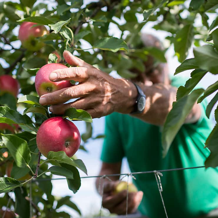La récolte des pommes et des poires s'annonce bonne cette année (archives).