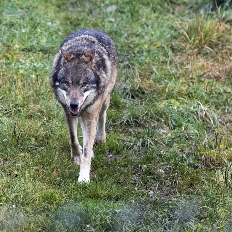 La Suisse compte aujourd&#8217;hui près de 180 loups et au moins 17 meutes (archives).