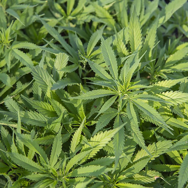 Des résidus de produits phytosanitaires sur le cannabis fourni par l'entreprise mandatée obligent les autorités de Bâle-Ville à reporter le lancement de la vente contrôlée de produits cannabiques stupéfiants en pharmacie (photo symbolique).