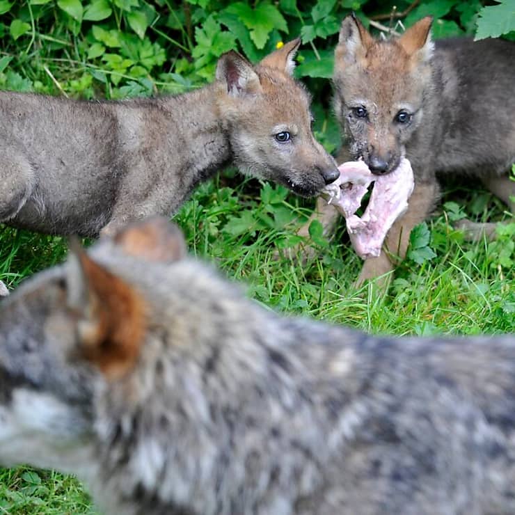 Le nombre de loups vivant en Suisse a doublé en trois ans (archives).