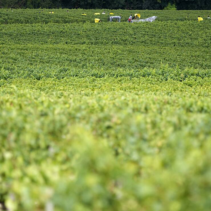 Le Bordelais plaît moins aux jeunes. Des vignerons rescucitent de vieux cépages peu connus arrachés après le gel de 1956.