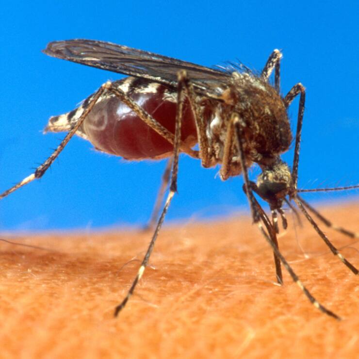 Le chikungunya est principalement transmis par le moustique tigre. (archive)