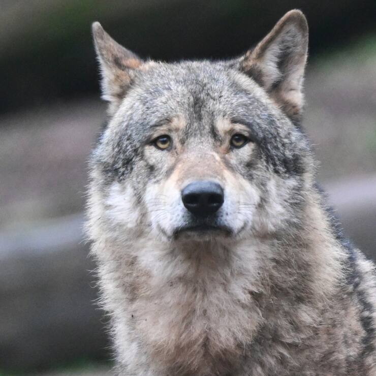 Les cantons estiment que les loups devraient pouvoir être chassés toute l'année, au grand dam des organisations de protection des animaux (image prétexte).