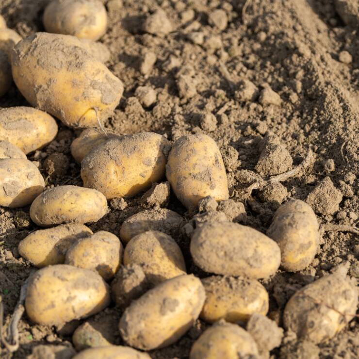 "Aujourd'hui déjà, les surfaces mondiales de production sont limitées", écrit l'Union suisse des paysans. "Il suffit d'une guerre dans un pays exportateur important ou d'une année de conditions météorologiques extrêmes pour que l'approvisionnement de toute l&#8217;humanité soit menacé."