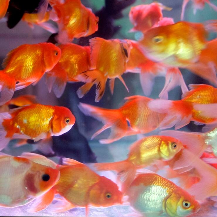 Les poissons rouges, comme les tortues de Floride, relâchés dans nos eaux, consomment et ainsi menacent des espèces indigènes rares. Une fois qu'ils ont été introduits dans un plan d'eau, il est très difficile de les recapturer.