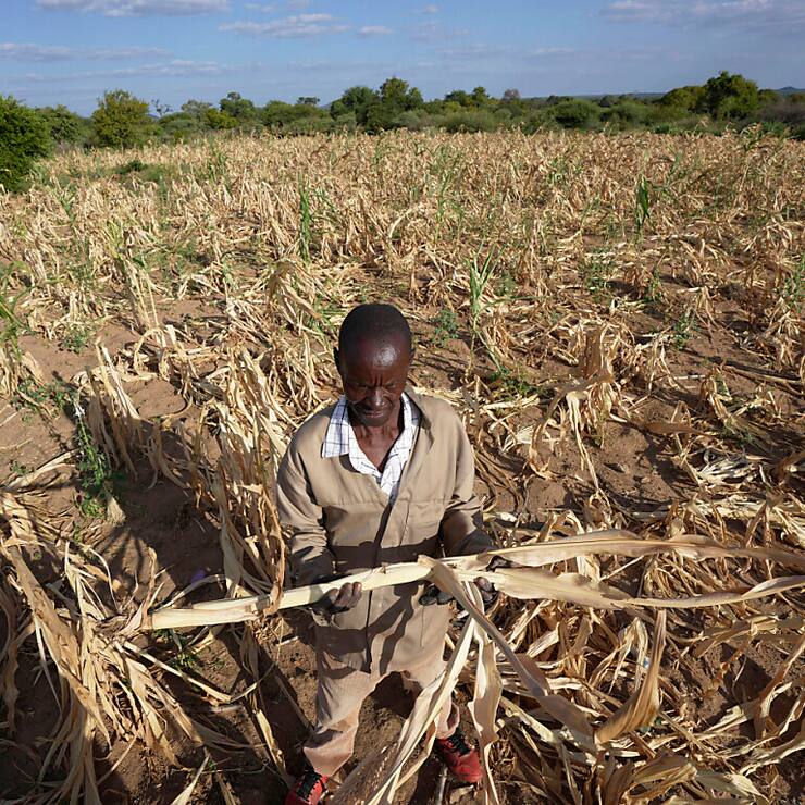 La sécheresse a détruit 70% des récoltes en Zambie et 80% au Zimbabwe (photo), réduisant considérablement l'offre et faisant grimper les prix des denrées alimentaires.