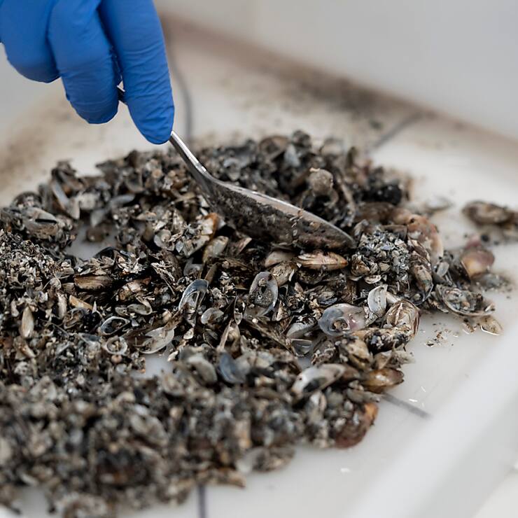 La start-up lausannoise Alien Limited cherche à recycler les moules quagga (photo d'illustration).