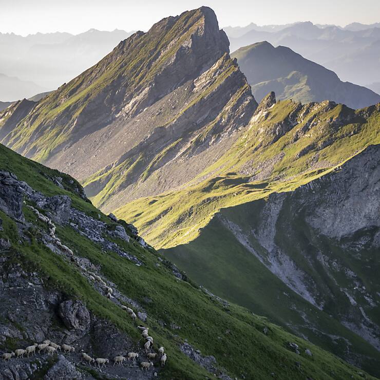 Toutes les bêtes sont sorties indemnes du parcours d'une dizaine de kilomètres, selon le berger.