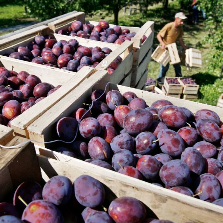 La profession annonce une récolte exceptionnelle de pruneaux en Suisse cette année (Archives).