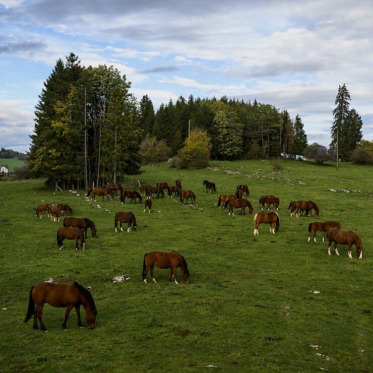 Les pâturages boisés - comme ici au Noirmont (JU) - résultent d&#8217;un équilibre fragile entre pression de la pâture et régénération des arbres, héritages des pratiques sylvo-pastorales traditionnelles, notent les auteurs de l'étude (archives).