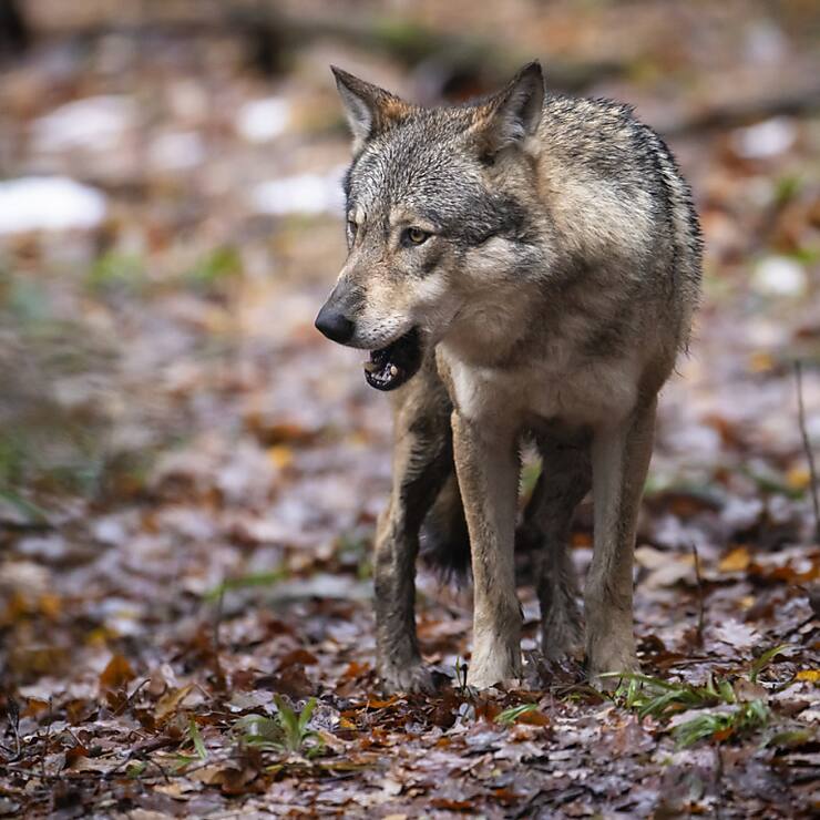 L&#8217;Etat du Valais a demandé à l'Office fédéral de l'environnement l'autorisation de procéder à un prélèvement complet de quatre meutes, soit environ 25 loups sur une population estimée entre 90 et 120 individus (archives).