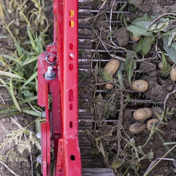 La récolte de pommes de terre sera modeste cette année (archives).