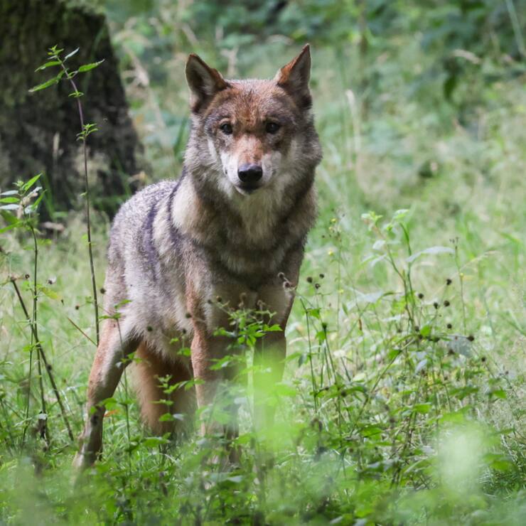 Selon les organisations de défense de la nature, les loups solitaires causent souvent plus de problèmes que les meutes (image d'illustration).