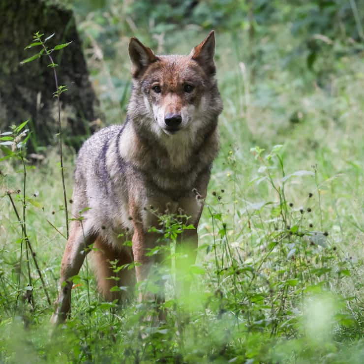 La période de régulation du loup débute trois mois plus tôt qu'en 2023 (archives).