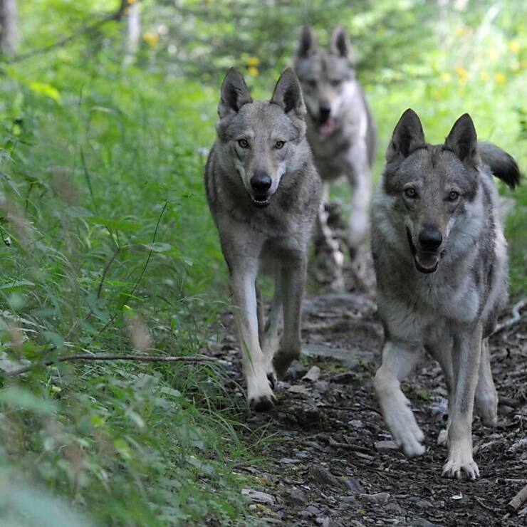 Vaud demande de réguler l'entier de la meute du Mont Tendre (photo d'illustration).