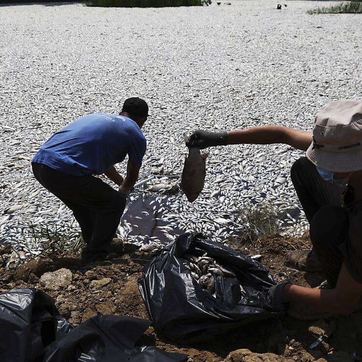 Des hommes collectent les poissons morts dans une rivière proche du port de Volos.