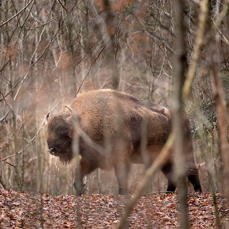 Après qu'ils ont disparu de Suisse au Moyen-Age, les bisons réapparaissent progressivement. A Welschenrohr (SO), le parc existe depuis cinq ans.