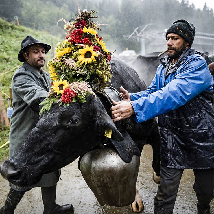 Ces "dames" se sont laissé faire belles.