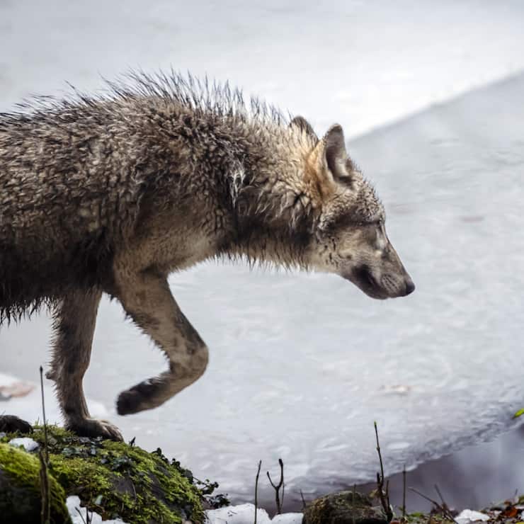 L'attaque a eu lieu dans la nuit de vendredi à samedi dans le Val-de-Travers (images prétexte).