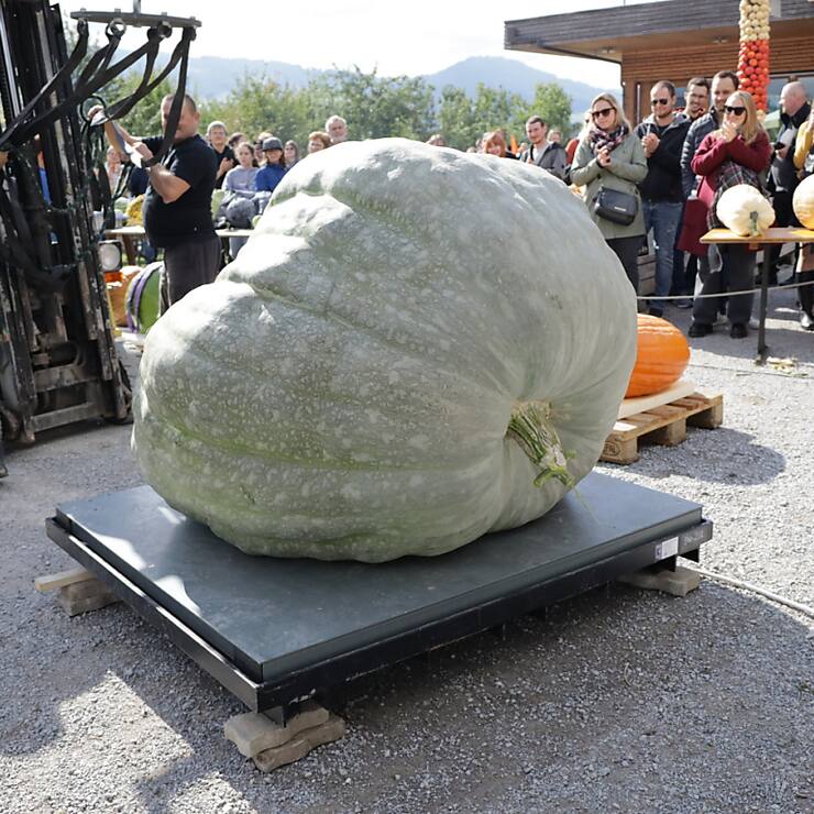 La courge pèse 727,5 kilos.