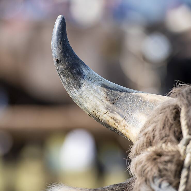 L'animal a franchi diverses clôtures dans le centre du village de Saignelégier avant d'être localisé dans un secteur d'immeubles (image d'illustration).