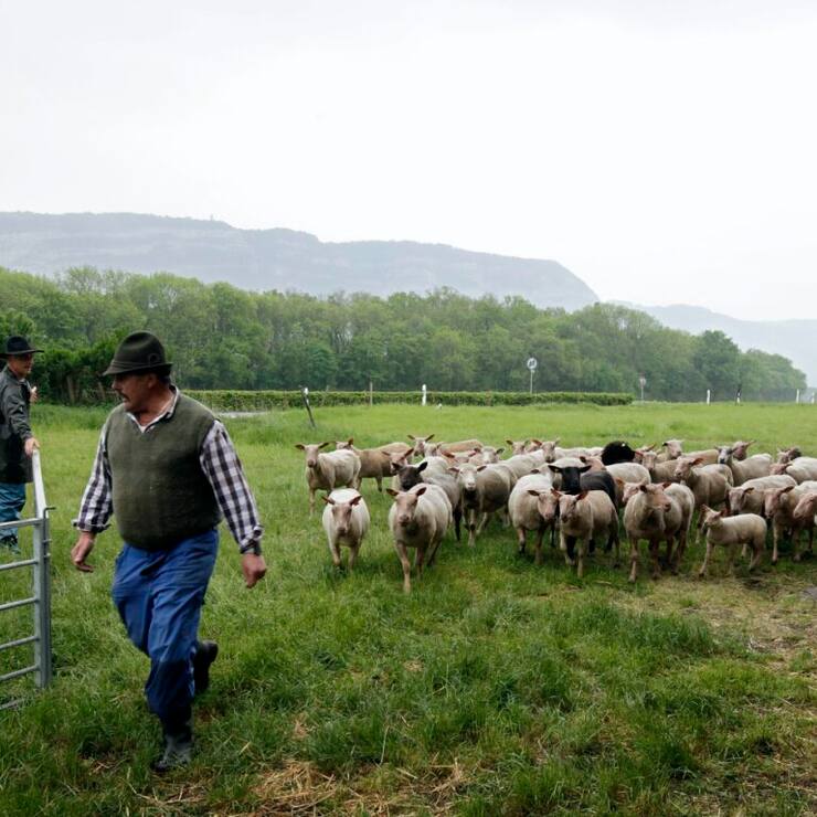 La maladie provoque des symptômes graves, en particulier chez les moutons (archives/image prétexte).