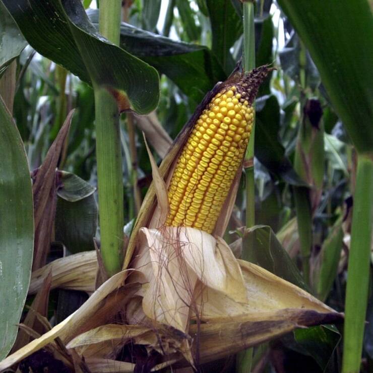 Dégâts causés par la chrysomèle des racines du maïs dans un champ.