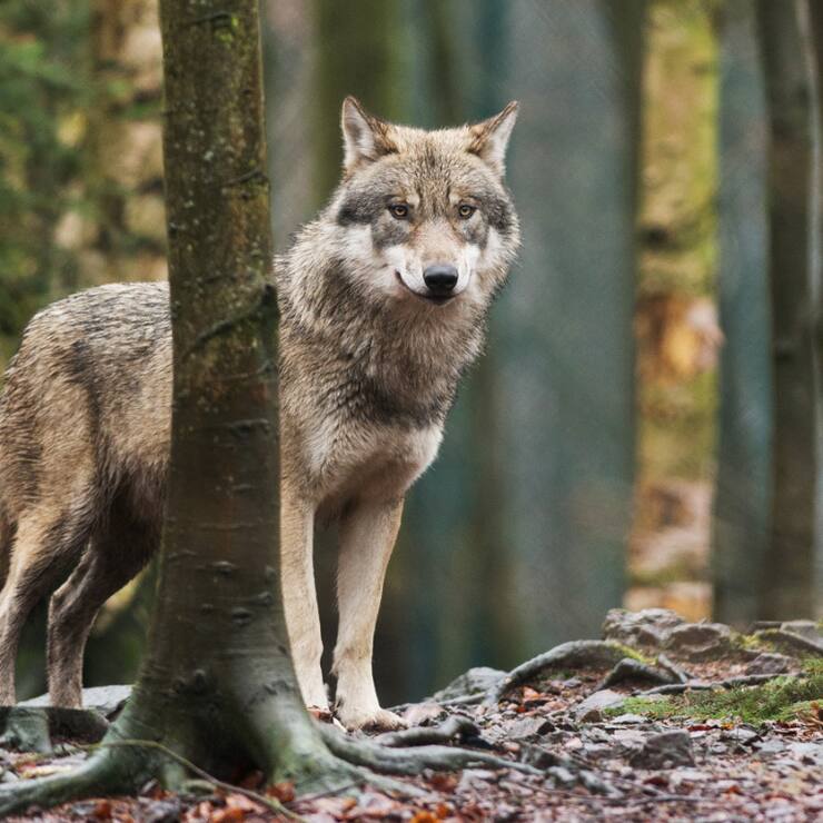Une commission veut atténuer la protection du loup (archives).