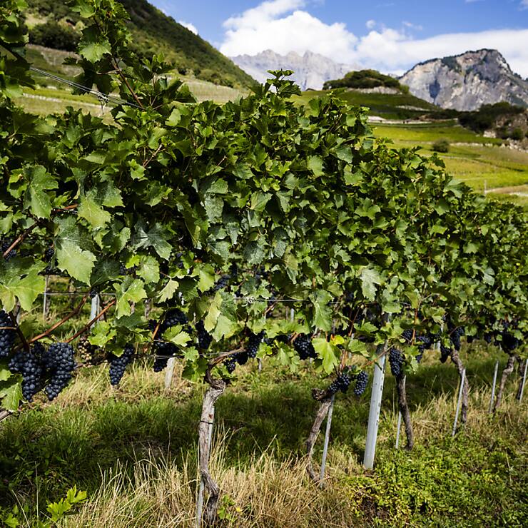 L'Organisation internationale de la vigne et du vin (OIV), dont la Suisse est membre, s'inquiète aussi des effets du changement climatique (image symbolique).