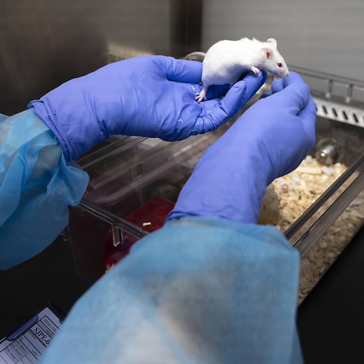 L'initiative demande que les expériences sur les animaux ainsi que l'élevage et le commerce d'animaux destinés à de telles expériences soient interdits par une modification de la Constitution fédérale.