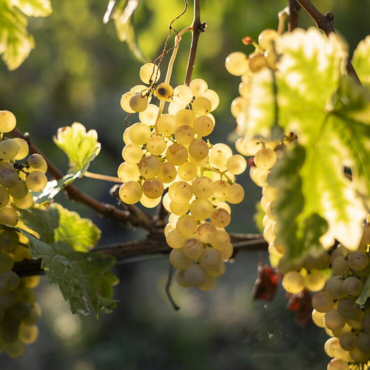 "L'ONU du vin" table sur des volumes de production en dessous de 250 millions d'hectolitres pour 2024 (image symbolique).