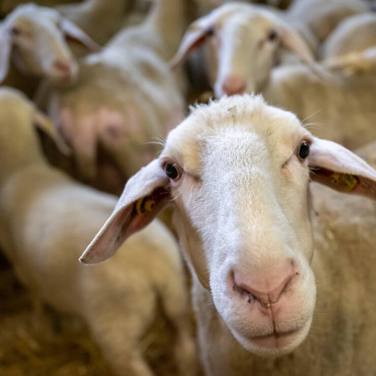 La maladie de la langue bleue affecte particulièrement les ovins.