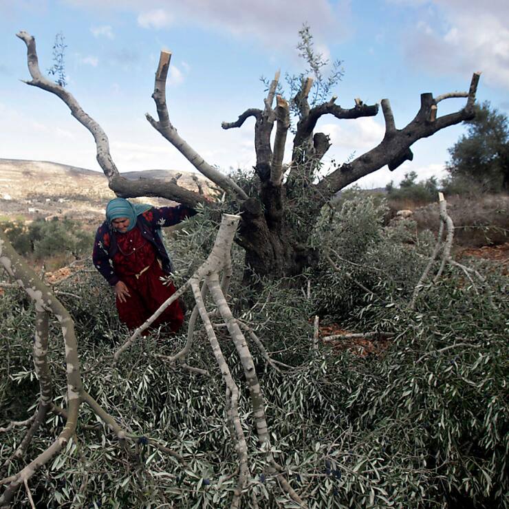 Une Palestinienne a été tuée par balles dans un champ d'oliviers (Photo d'illustration).