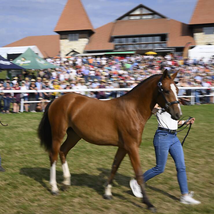 Cette étude de l'ADN de 1200 chevaux des Franches-Montagnes a mis en évidence une perte de diversité liée à la popularité de certains étalons (archives).