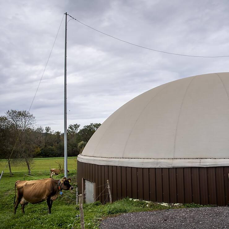 Une vache est visible à côté d'une installation de production de biogaz, une énergie renouvelable issue de la fermentation de matières organiques (archives).