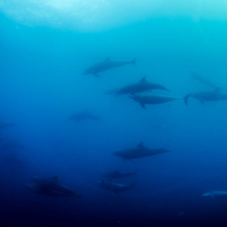 Un groupe de dauphins nagent loin des bateaux des pêcheurs.