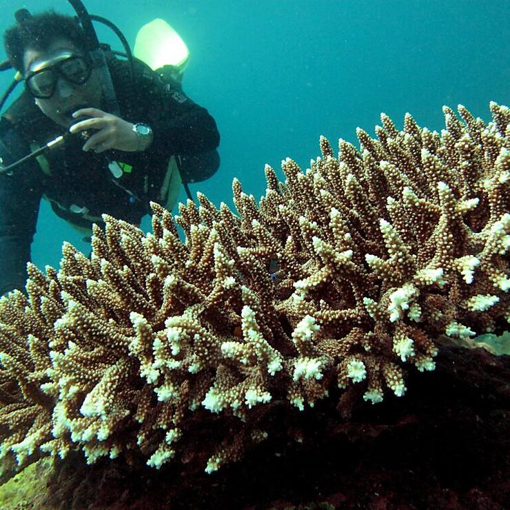 Le "Triangle du corail", "l'une des régions marines les plus riches en biodiversité du monde", est à cheval sur sept pays: l'Indonésie, la Malaisie, la Papouasie-Nouvelle-Guinée, Singapour, les Philippines, le Timor oriental et les Iles Salomon.