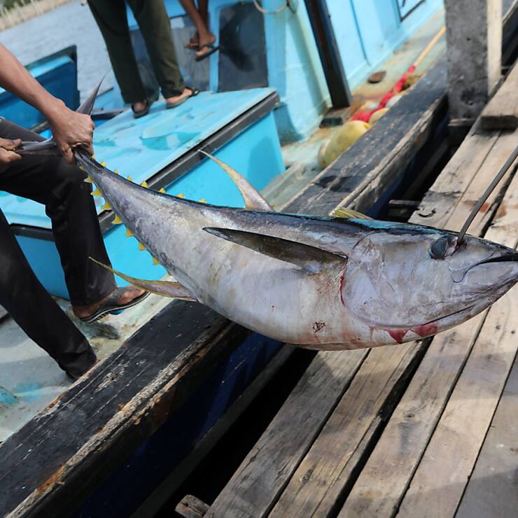 Le thon en conserve est largement contaminé au mercure, dénoncent mardi deux ONG internationales. (photo symbolique)