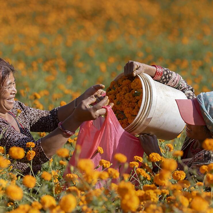 En octobre, la production de fleurs pour les cérémonies hindoues  assure un revenu essentiel au village népalais de Gundu.