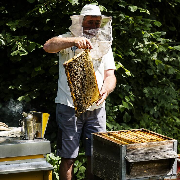 Les apiculteurs suisses ont récolté moins de miel que d'habitude en 2024. En cause, le retour de l'hiver en avril dernier. (photo symbolique)