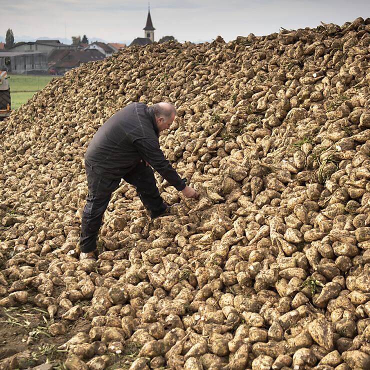 La récolte de betteraves à sucre est qualifiée cette année de moyenne à bonne (archives).