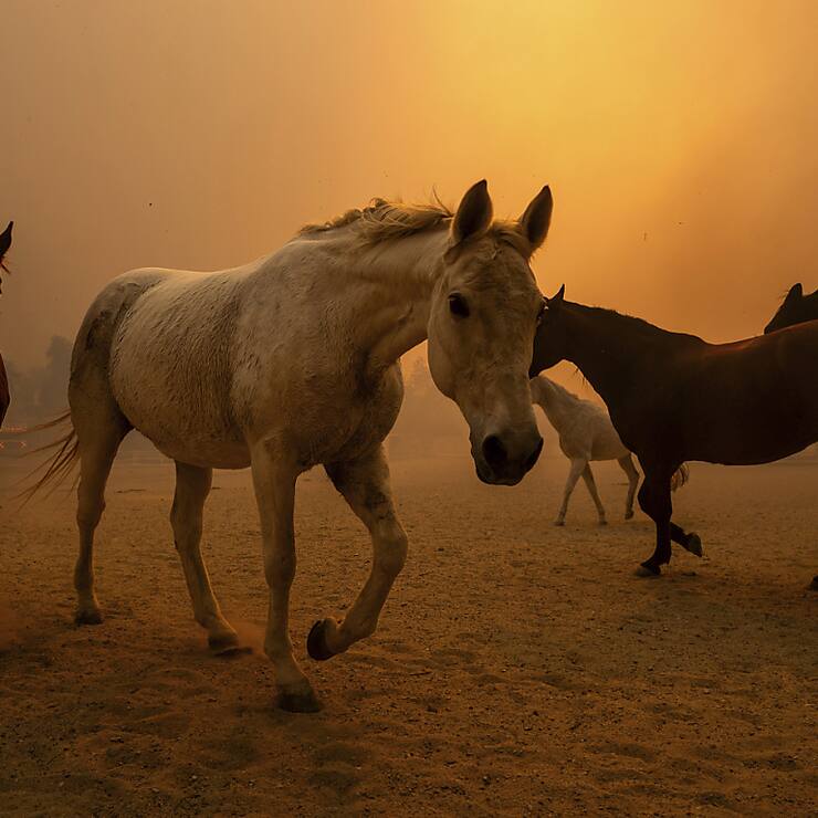 Des chevaux galopent à Moorpark en Californie alors que l'incendie se propage à proximité  jeudi.