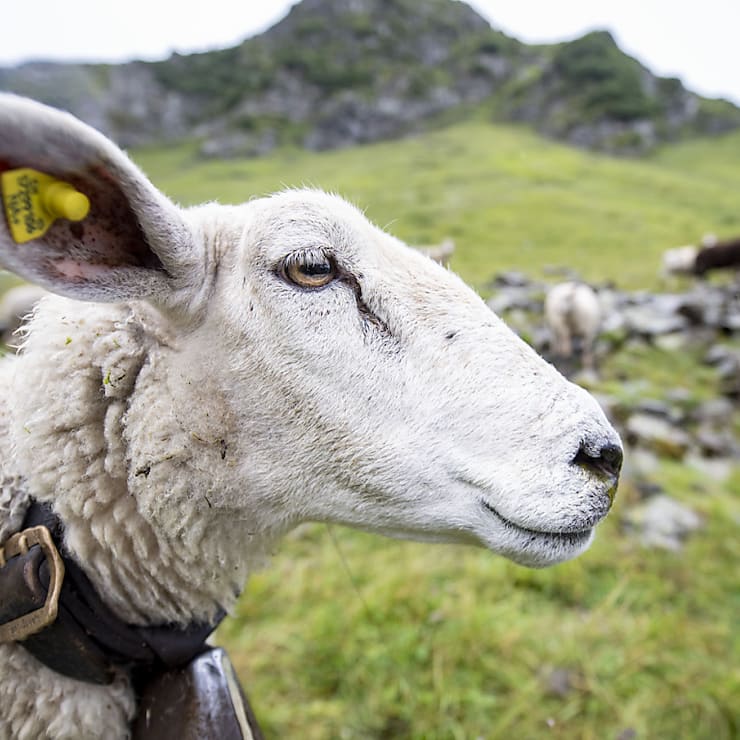Tant les moutons que les chèvres trient leur nourriture, selon cette étude (archives).