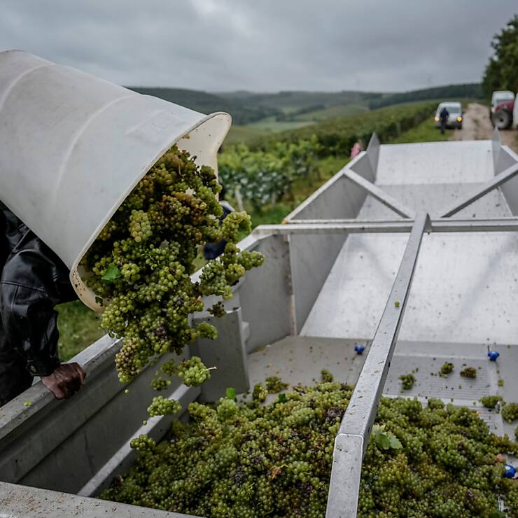 L'année 2024 a été marquée par des précipitations du printemps jusqu'aux vendanges et des problèmes sanitaires, ce qui a réduit les volumes dans toutes les régions viticoles françaises (image d'illustration).